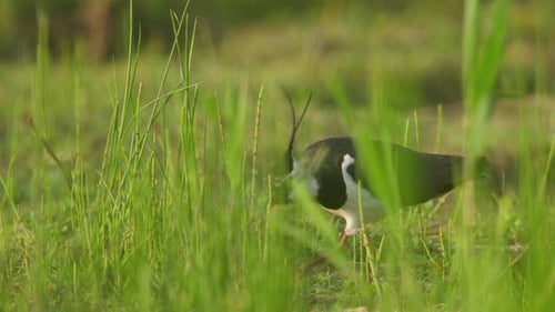 Elegant Lapwing Foraging in Tall Green Grass