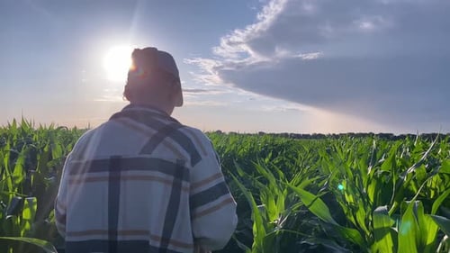 Agriculturalist Walking Through a Bright, Sunny Cornfield