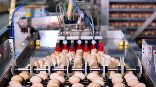 A few rows of eggs move by the conveyor line.