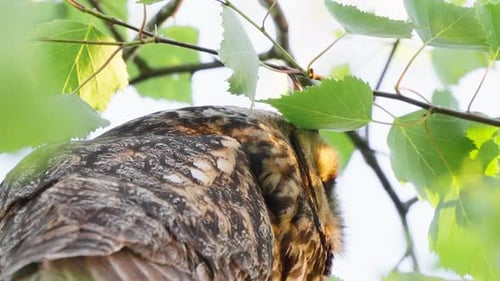 Close up Of Long-eared Owl Looking On Its Habitat From A Tree With Green Foliage. - low angle