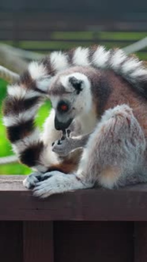 Un lémur à queue annelée est assis sur un rebord en bois en train de toiletter et de soigner son bébé, avec une tendresse