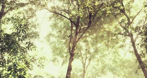 Sunlight Filtering Through Trees in a Serene Forest Setting