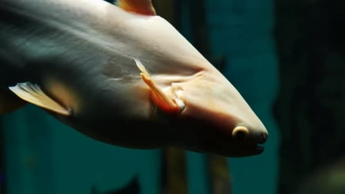 Iridescent Shark Catfish Swimming in Dark Aquarium Water