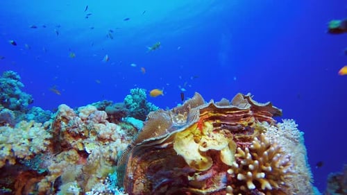 Undersea Clam Shell