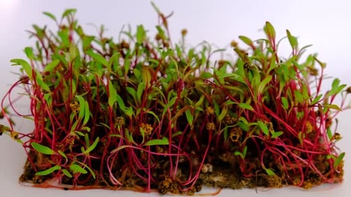 Fresh Microgreens Sprout with Eye-Catching Red Stems