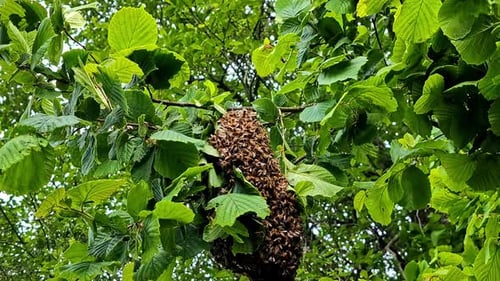 Ein Bienenschwarm.