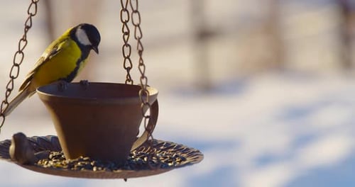 The Tit Eats Seeds From the Feeder in Winter