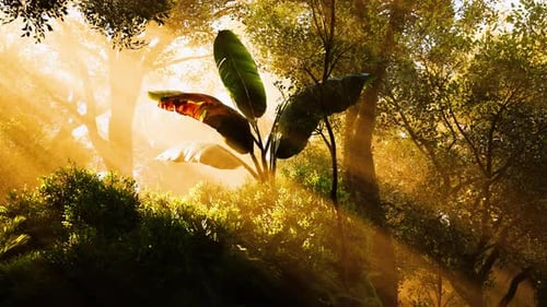 Sunlight Filters Through a Lush Forest Illuminating Vibrant Greenery