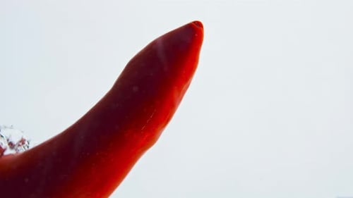 Red Chili Pepper Falls Into Water Close Up