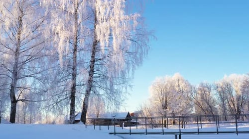 Magical white trees on a cold but sunny winter morning, low angle tilt up