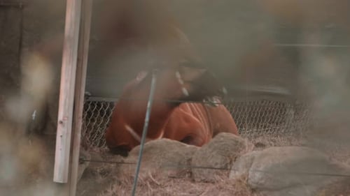 Adult Antelope Resting in Enclosure