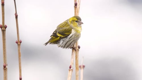 Eurasian Siskin