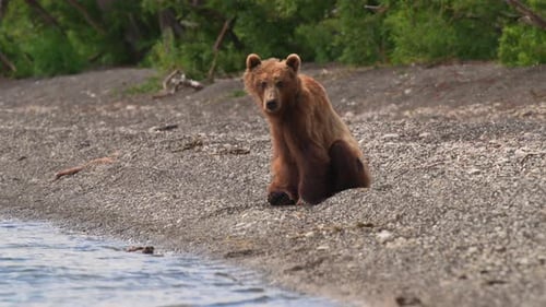 Brown Bear scouting for Salmon fish in a river stream at Kamchatka, Russian federation