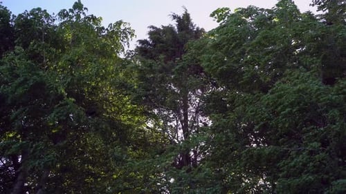 Green trees blowing violently in the wind swaying in frenzy