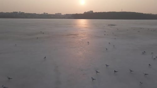 Aerial Close Up View of City Pond and Seagulls on the Ice Drone is Flying Backwards Low Over Frozen