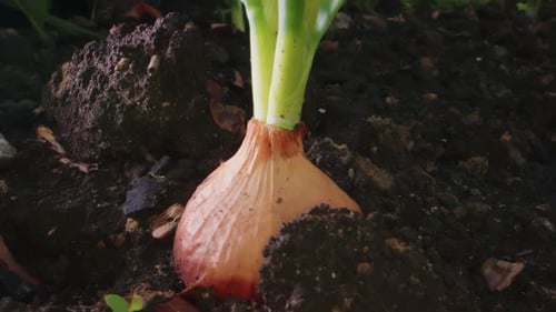 Sprouted Onion Bulbs in the Ground
