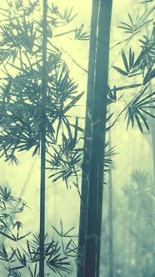 Group of Bamboo Trees in Foggy Forest Vertical