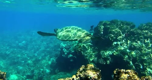 Sea Turtle Swimming in the Ocean, Underwater Coral Reef