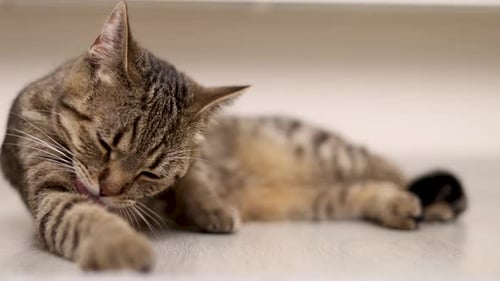 Tabby Cat Grooming Itself Indoors, Close Up