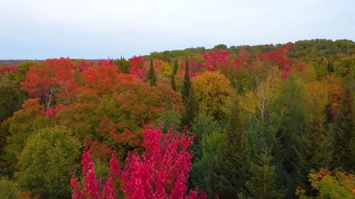 Colorful autumn trees in a dense forest landscape in Northern Ontario, captured from an aerial view
