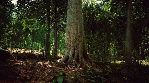 Misty Beech Forest on the Mountain Slope in a Nature Reserve