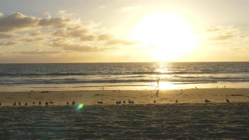 Seagulls on Beach at Sunset Tracking