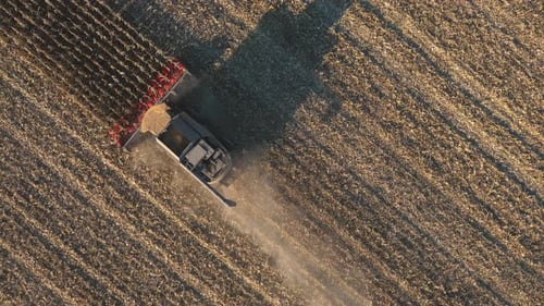 Top View of Combine Gathering Corn or Wheat Crop Flying Over Harvester Slowly Rides Among Field