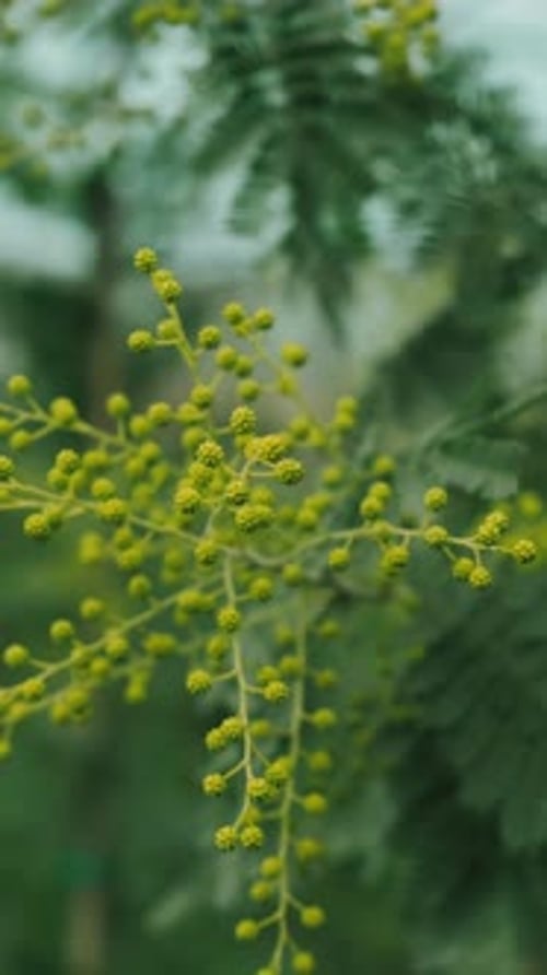 A CloseUp View of Vibrant Green Plant Buds and Lush Leaves Embraced By Natures Beauty and Calm
