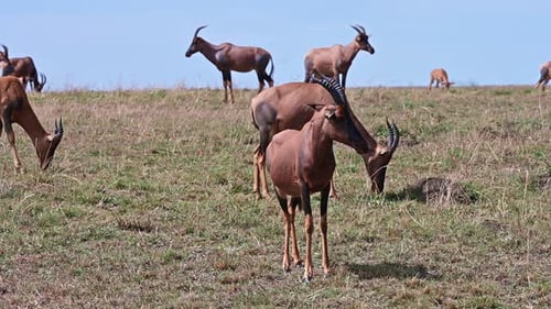 Herd of Bubal antelopes graze