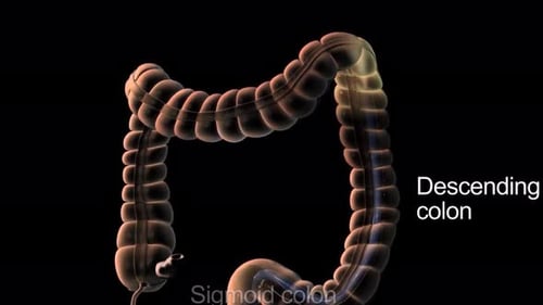 3D Human Large Intestine Anatomy with Segment Labels Animation