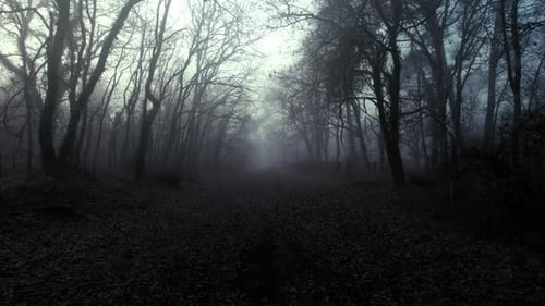 Spooky misty forest with an eerie feel to it. Dark and Moody. Slow motion.