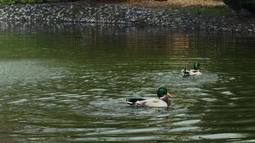 Animal, oiseau, canard, près du lac (5)