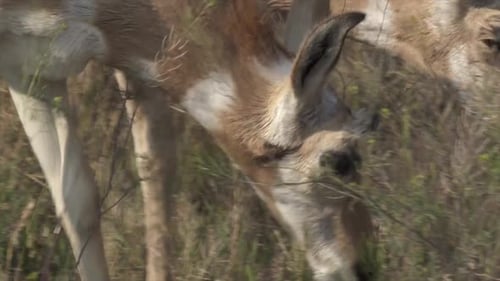 Pronghorn doe close-up, browsing in sagebrush, Yellowstone National Park, USA