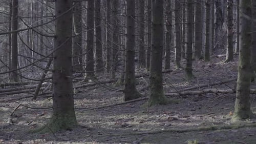 Pine trees in a moody forest