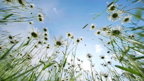 Gänseblümchen greifen auf einer grünen Wiese unter strahlender Sommersonne in den Himmel