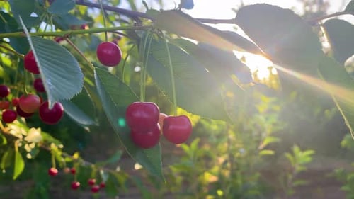 Cherry orchard during summertime, adorned with trees abundantly laden with ripe cherries