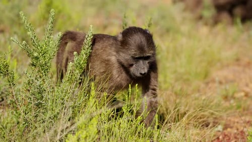 Baboon Walking Through Grassy Habitat on Sunny Day