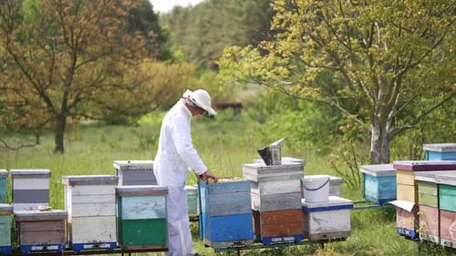 Man beekeeper in uniform working on beehive field. Beekeeping worker in protective uniform.