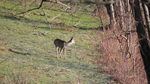 Slow motion: Single female Roe deer standing alert in alpine meadow and forest i