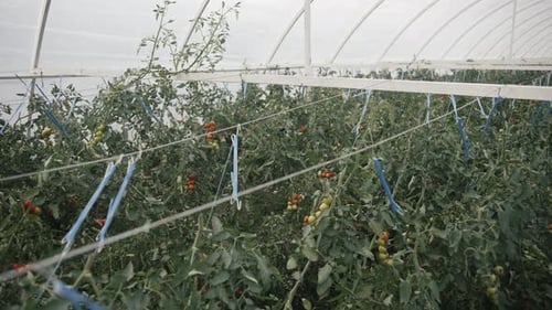 Tomatoes Growing in Greenhouse