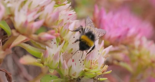 Bumblebee Pollinating Pink Flowers in Close Up