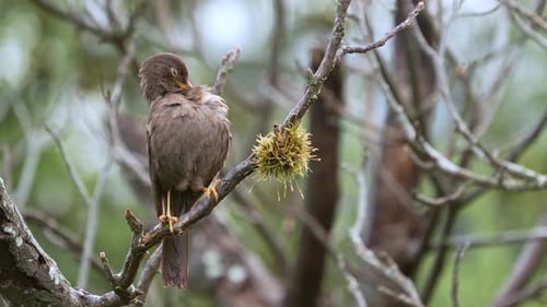Grive de Chiguanco (Turdus chiguanco) se perchant sur une branche par temps de pluie alors qu'elle fait le toilettage de son animal mouillé