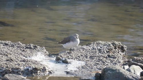 Common Sandpiper bird (Actitis hypoleucos) in a stream
