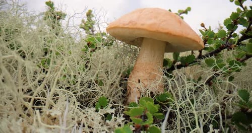 Beautiful boletus edulis mushroom in arctic tundra moss. White mushroom in Beautiful Nature Norway