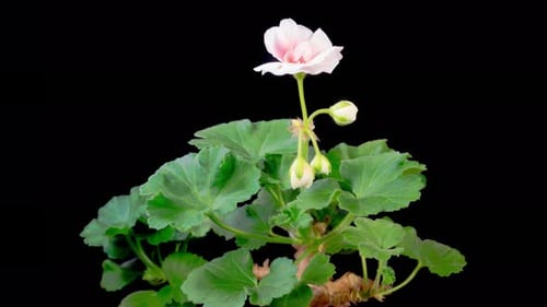 Time-Lapse of White Flower Blooming on Black Background