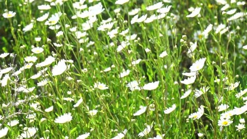 Chamomile White Daisy Flowers in a Field of Green Grass Sway in the Wind at Sunset Chamomile Flowers