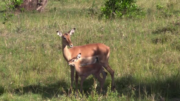 Impala and Fawn Roaming On The Grassland Of Olare Motorogi Conservancy ...