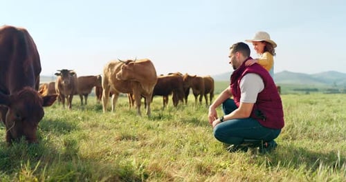 Man and Child Observing Cattle in Green Pasture