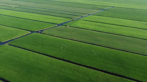In lush green pastures, soft and wide, gentle sheep roam side by side