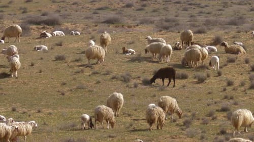 Sheep herd in Negev desert, israel